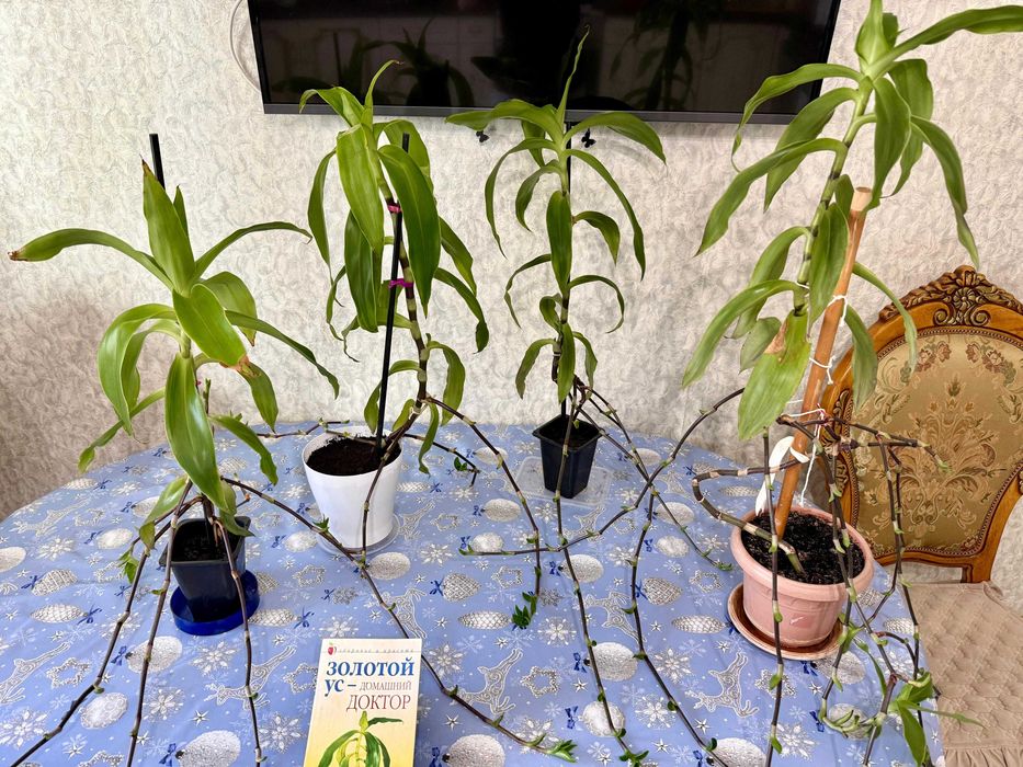 Каланхоэ лечебная Дегремона