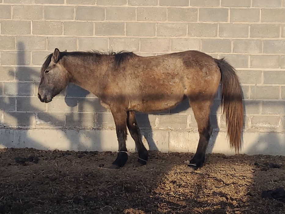 Продам лошадь 2,5л.