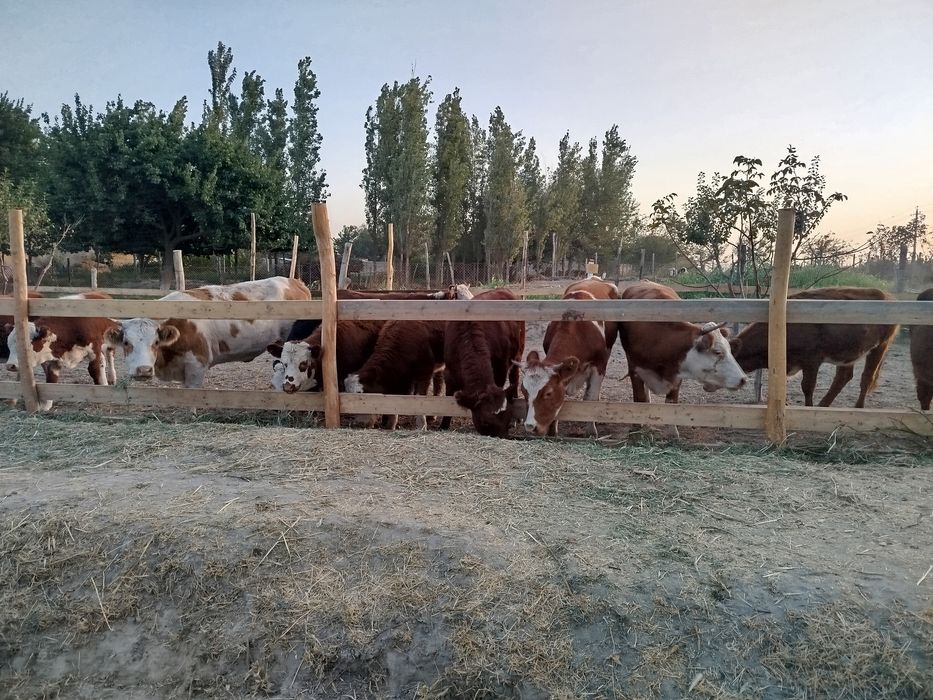 Импорт из России  Продажа оптом и в розницу КРС