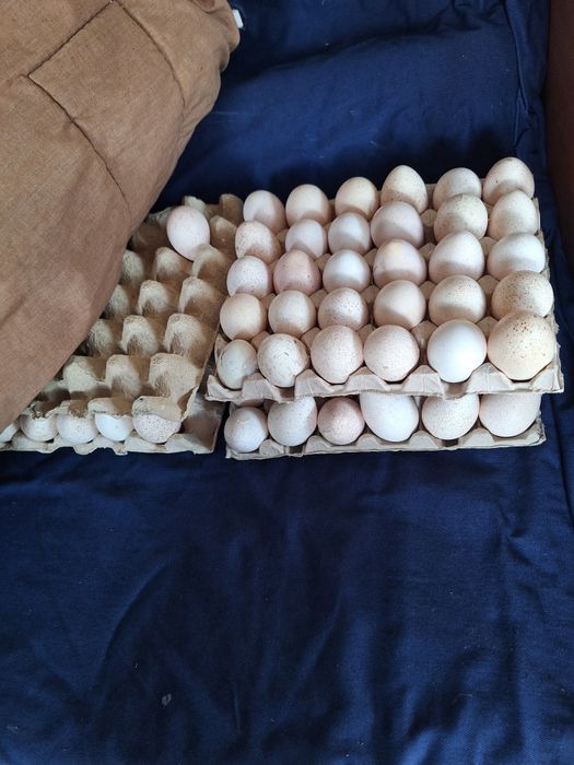 Oua de curca de casă