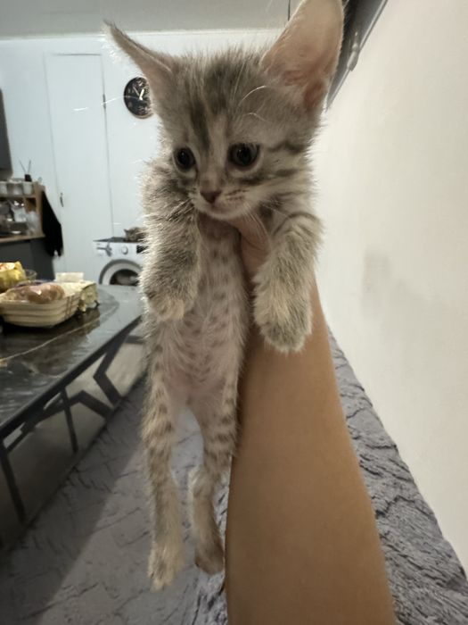 Отдам котят 3рыжих мальчика 2серые девочки