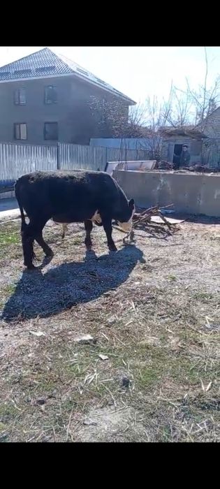 Бык белоголовый 2 года