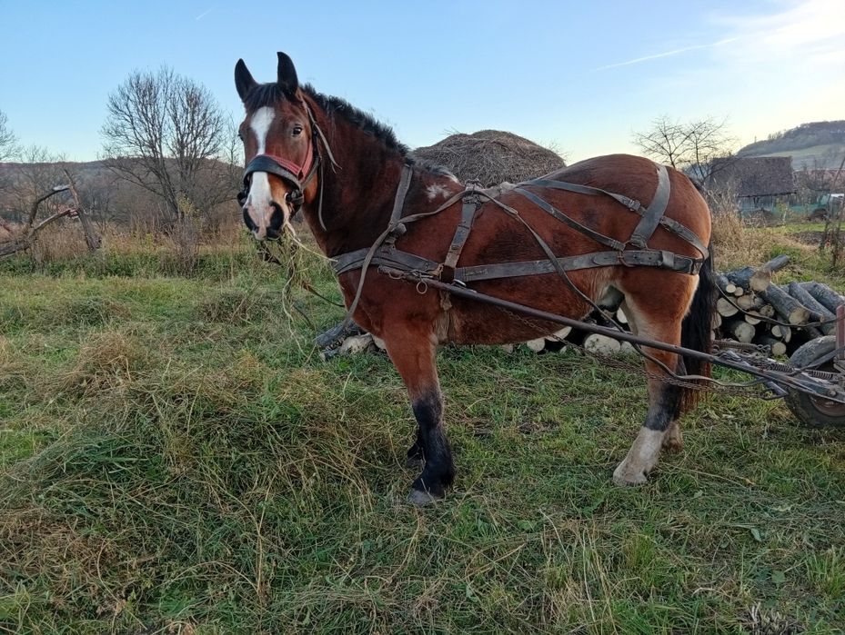 Vând cal bun de ham