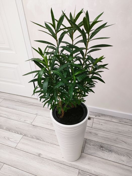 Комнатные цветы. Доставка