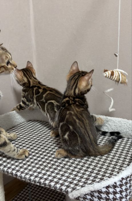 Бенгальские  котята
