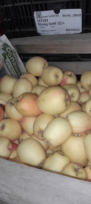 Яблоки восход вкусные