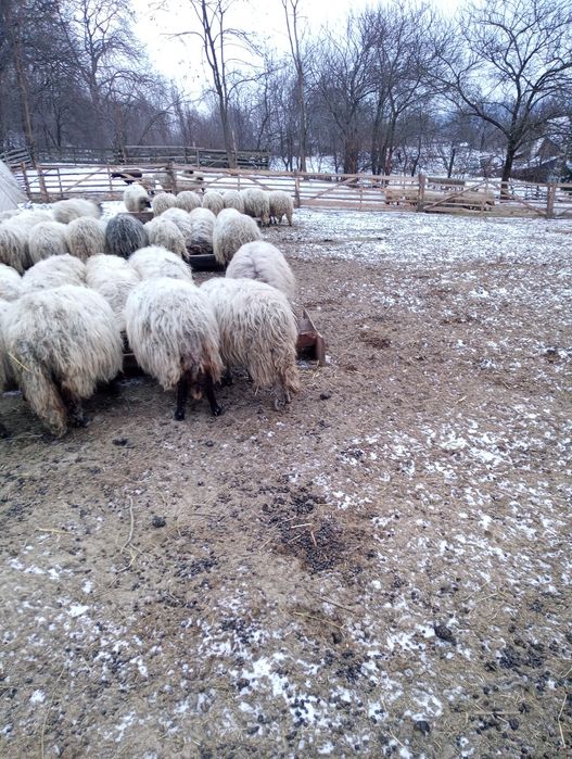 Oi bucalai de vanzare