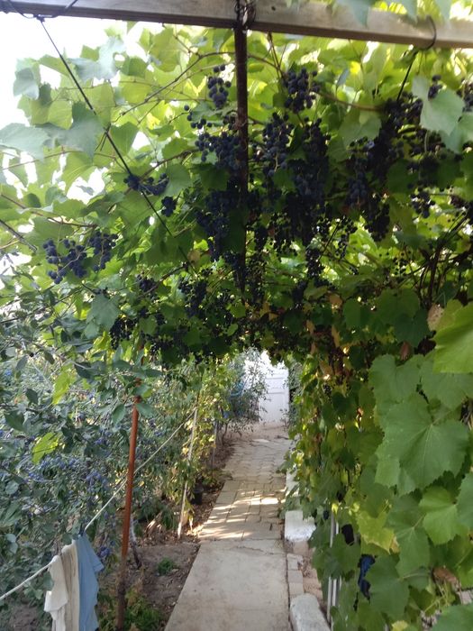Продам сливы и виноград изобелла