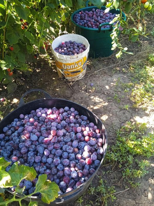 Vând prune de țuică,soi stanley