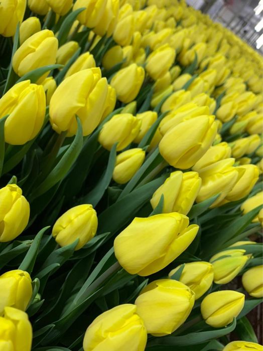 Тюльпан оптом и в розницу