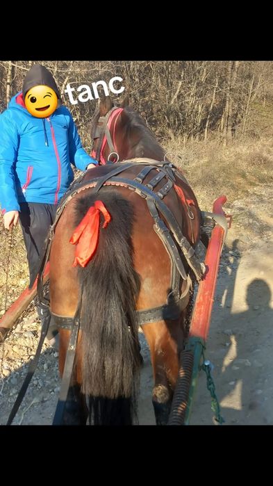 Iapa de vânzare 6 ani