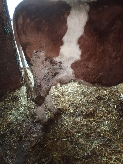 Vaci de vânzare cu lapte