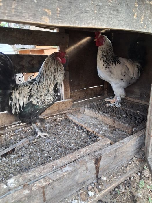 Продажа петушков
