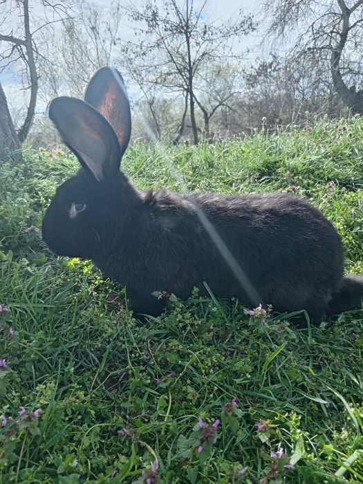 Iepuri masiv german și belgian