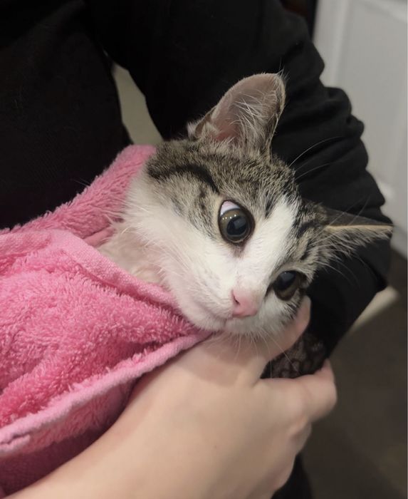 котенок в добрые руки