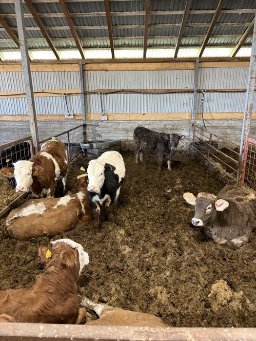 Vând viței 200-320 kg aproximativ