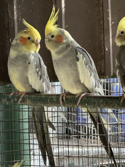 Papagali nimfa pui si adulti nimfe