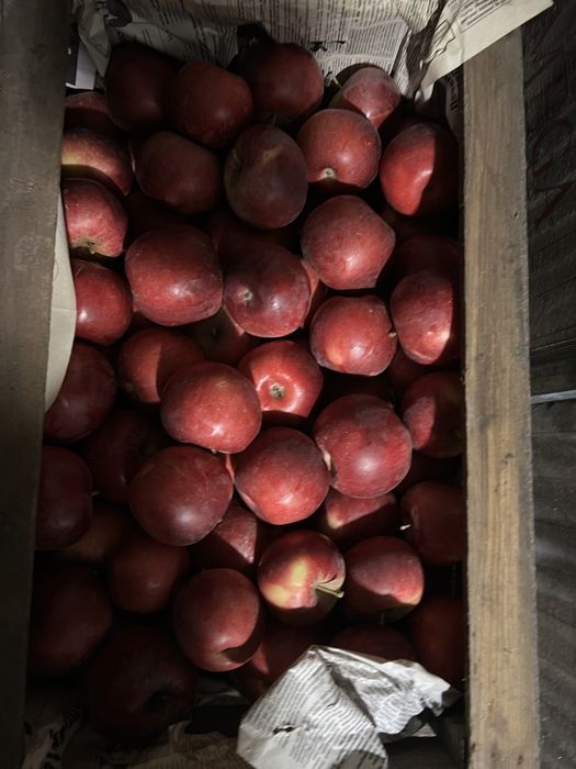 Отборные яблоки (американка, айдаред)