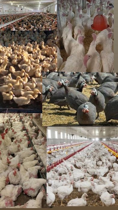 Vând pui albi de carne și rasa mixta