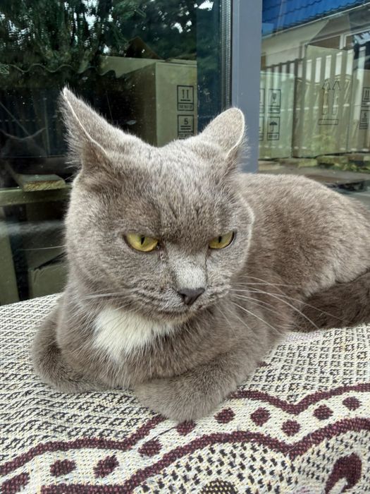 Нашлась серая кошка