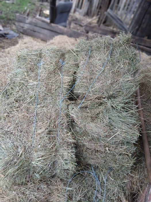 Vand baloti de fan  2025 calitate foarte bună in Poiana lacului Arges