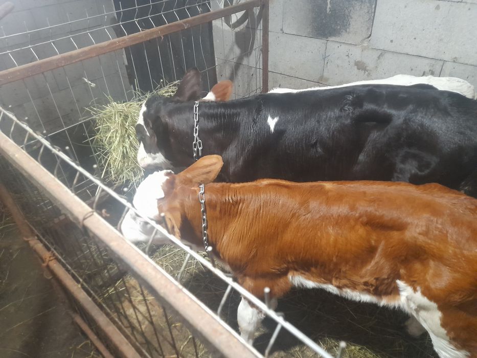 Trei viței de vânzare
