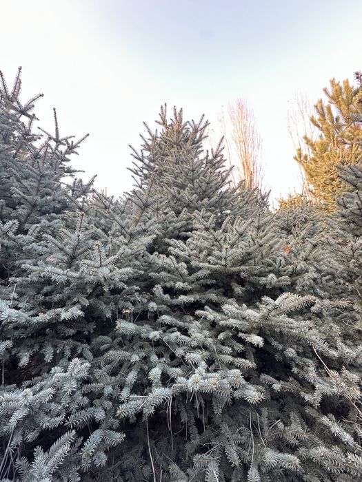 Birinchi qol, belgiyskiy archalar! Голубые ели, пихты