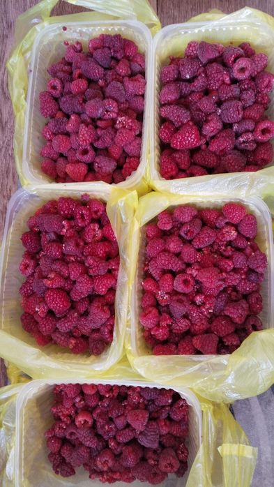 Продам саженцы малины.