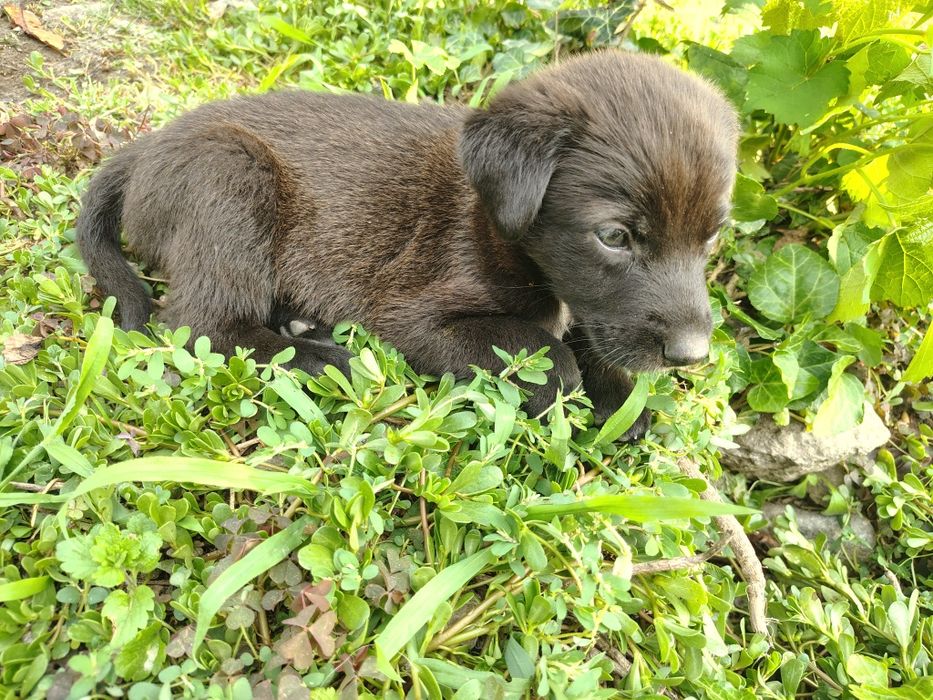 Adopție catei 2-4 luni