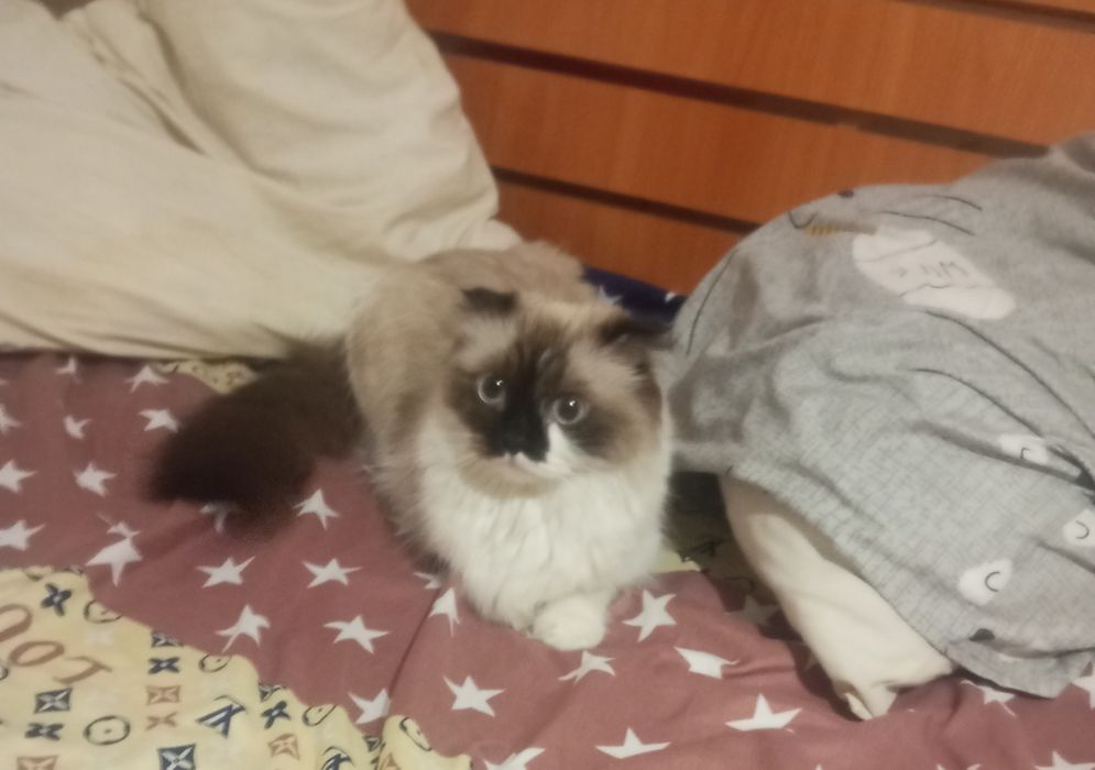 Отдаю кошку в хорошие руки !