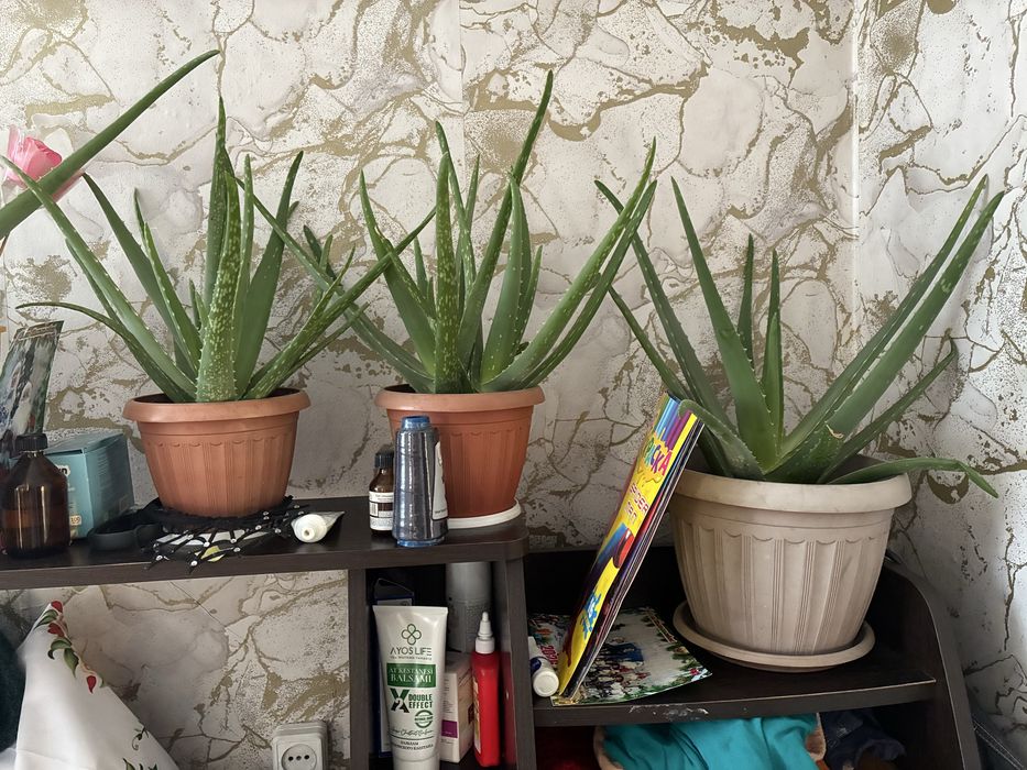 Продам цветы недорого