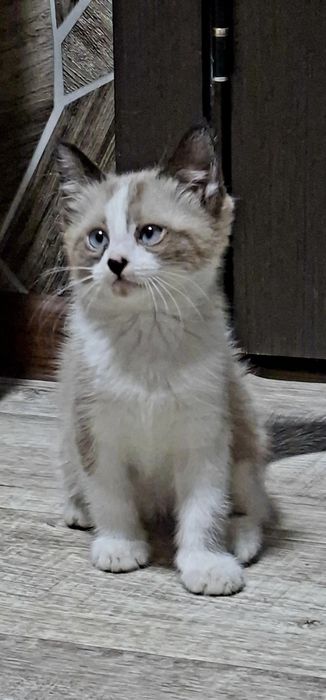 Котенок в добрые руки