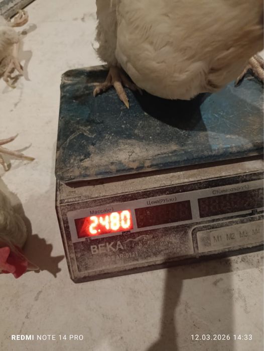 Несушка сатылымда