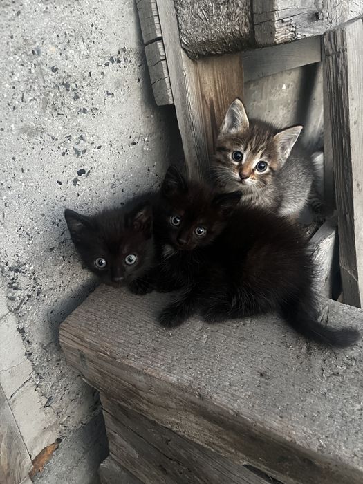 отдам котят, 2 черных мальчики, полосатая девочка