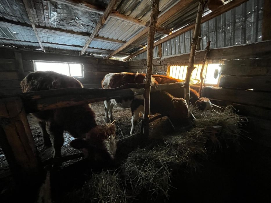 Продается бычки годовалые