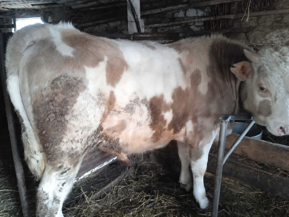 Продам Быков с Откорма