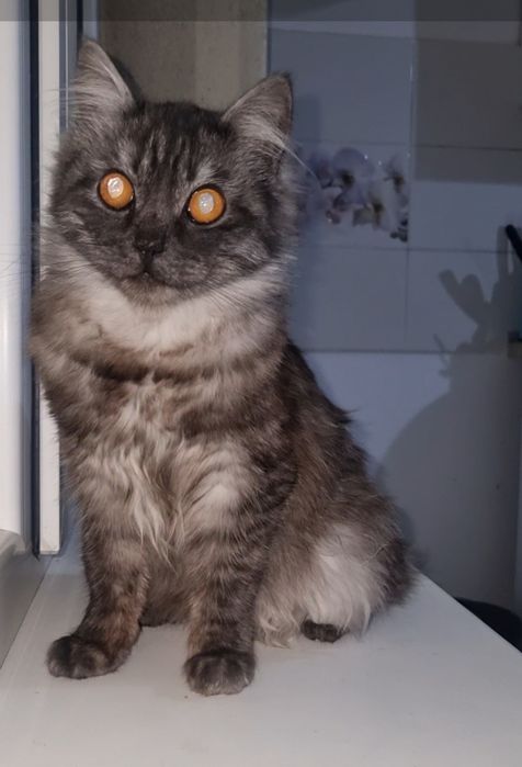 Граф ищет дом. Доставлю!