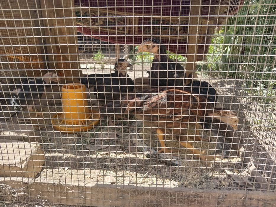 Дакан боец шөжелер сатылады