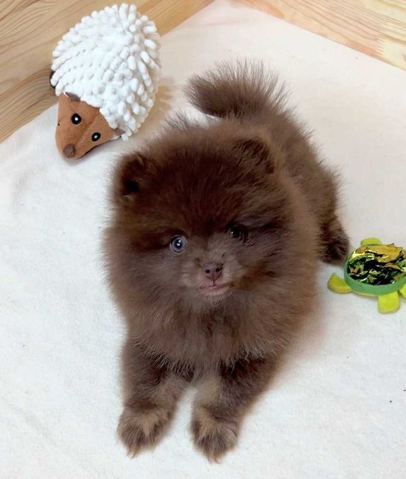 pomeranian deosebit cu pedigree