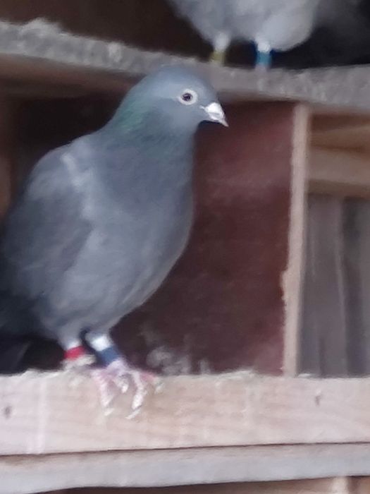 Vând porumbei de anul ăsta și bătrâni sau schimb lot de 30 bucati