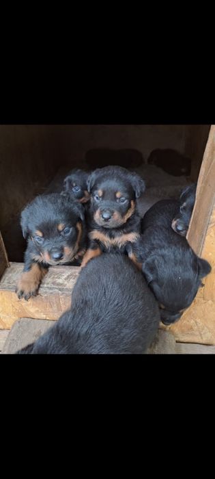 Продам шенков ротвейлера