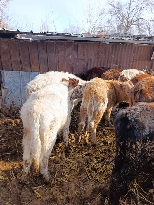 Продам бычки.бука