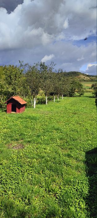 Proprietate 2 case + 1 ha teren Șintereag