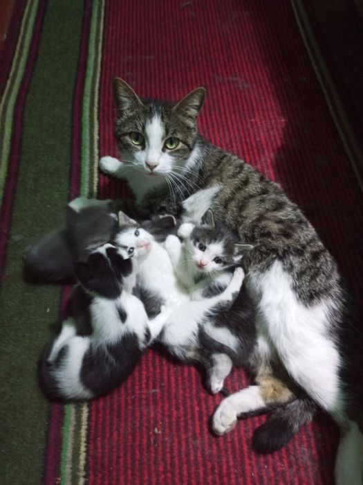 Чистые Домашние котята