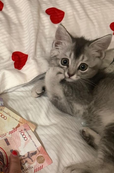 Отдам котят бесплатно