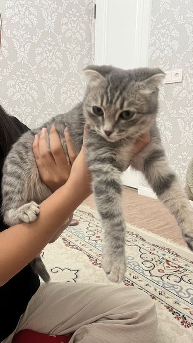 Отдам в хорошие руки