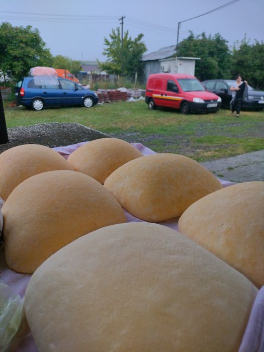 Vând caș de vacă!