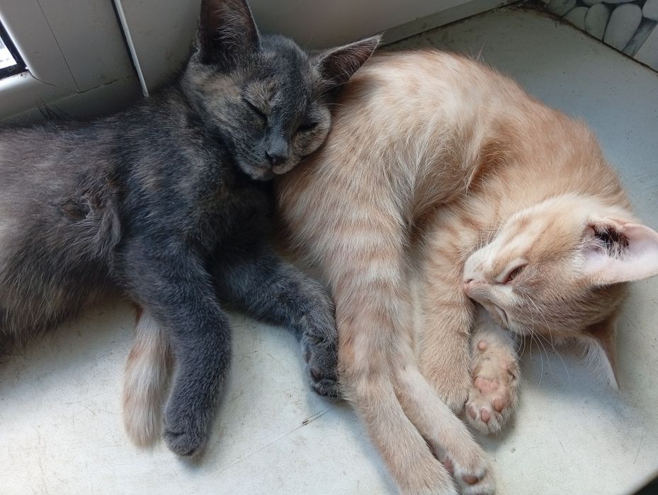 Отдам котят в добрые руки!