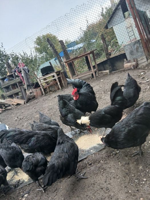 Schimb  cocoși motata olandeza