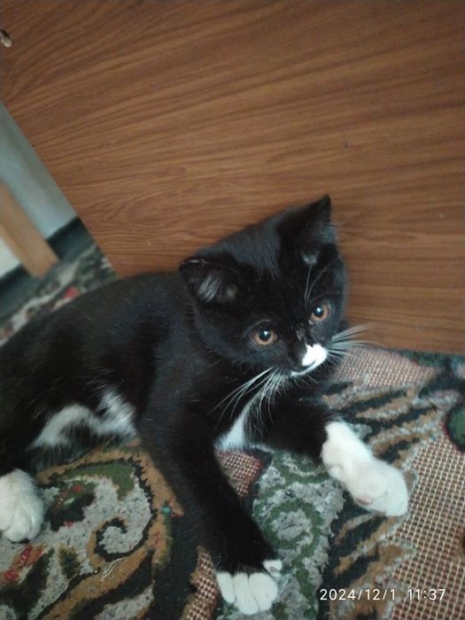 Amur viloyati, Blagoveshchensk shahrida porno